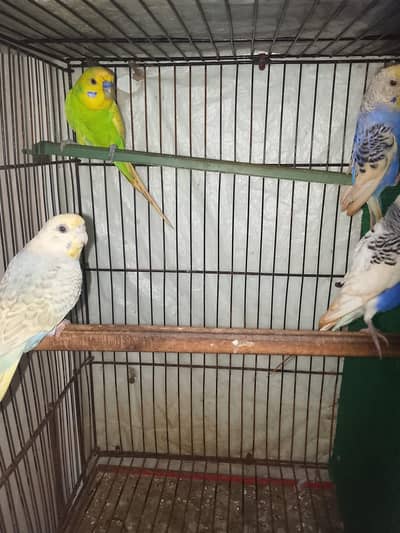 budgies confirm breeder pair ha