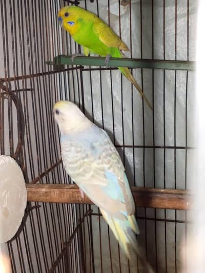 budgies confirm breeder pair king size male fellow type female