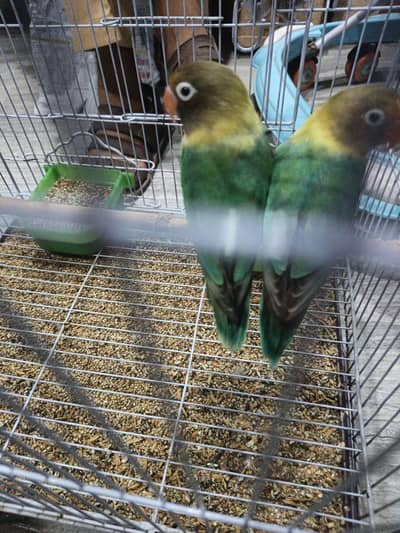 love bird