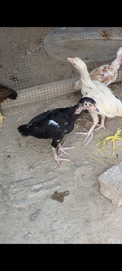 Aseel chicks quality check