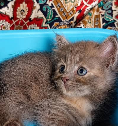 Persian kittens available for sale