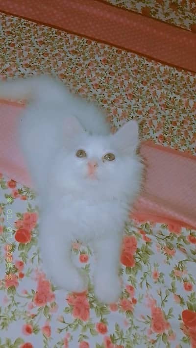 white persion cat