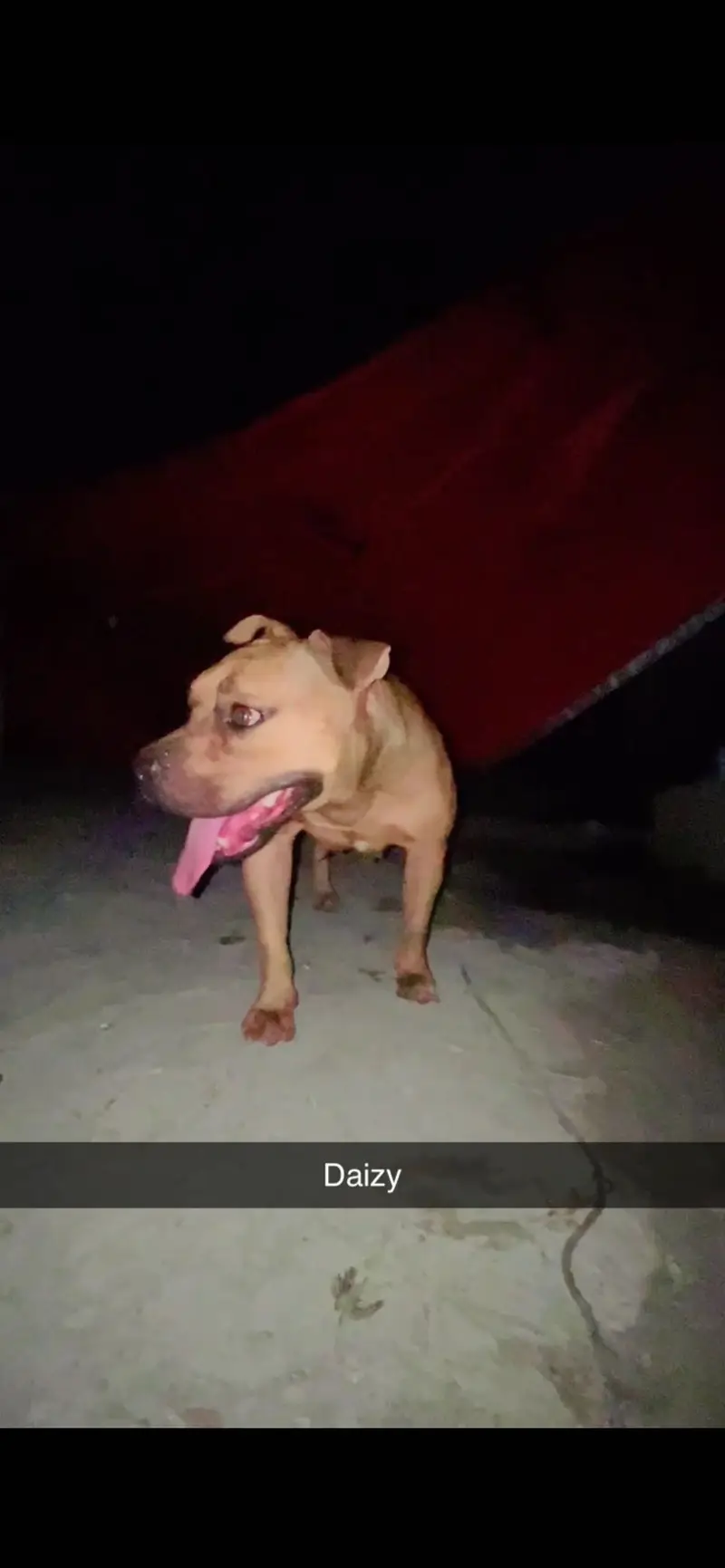 Dog. Dog