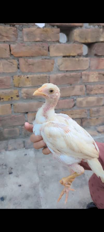 Heera chiks