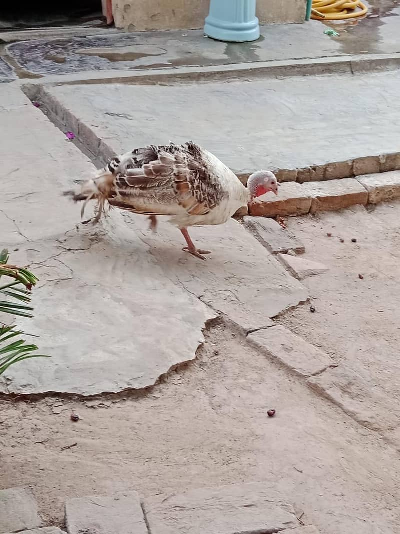 Turkey Pair 0