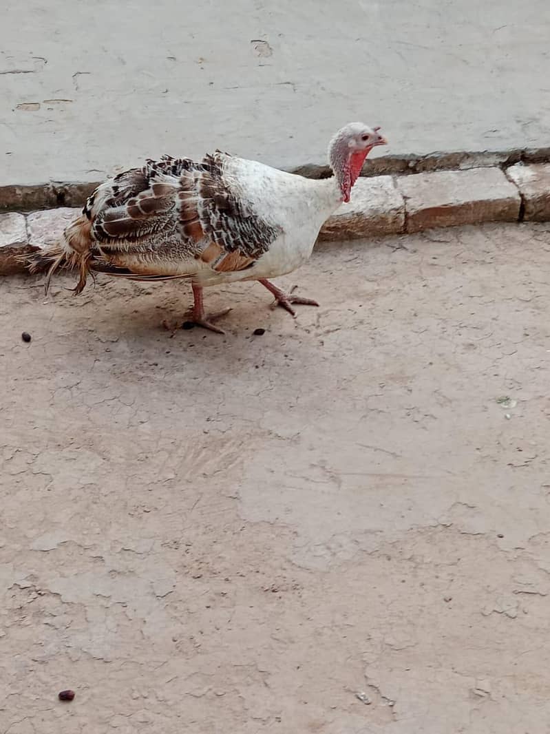 Turkey Pair 1