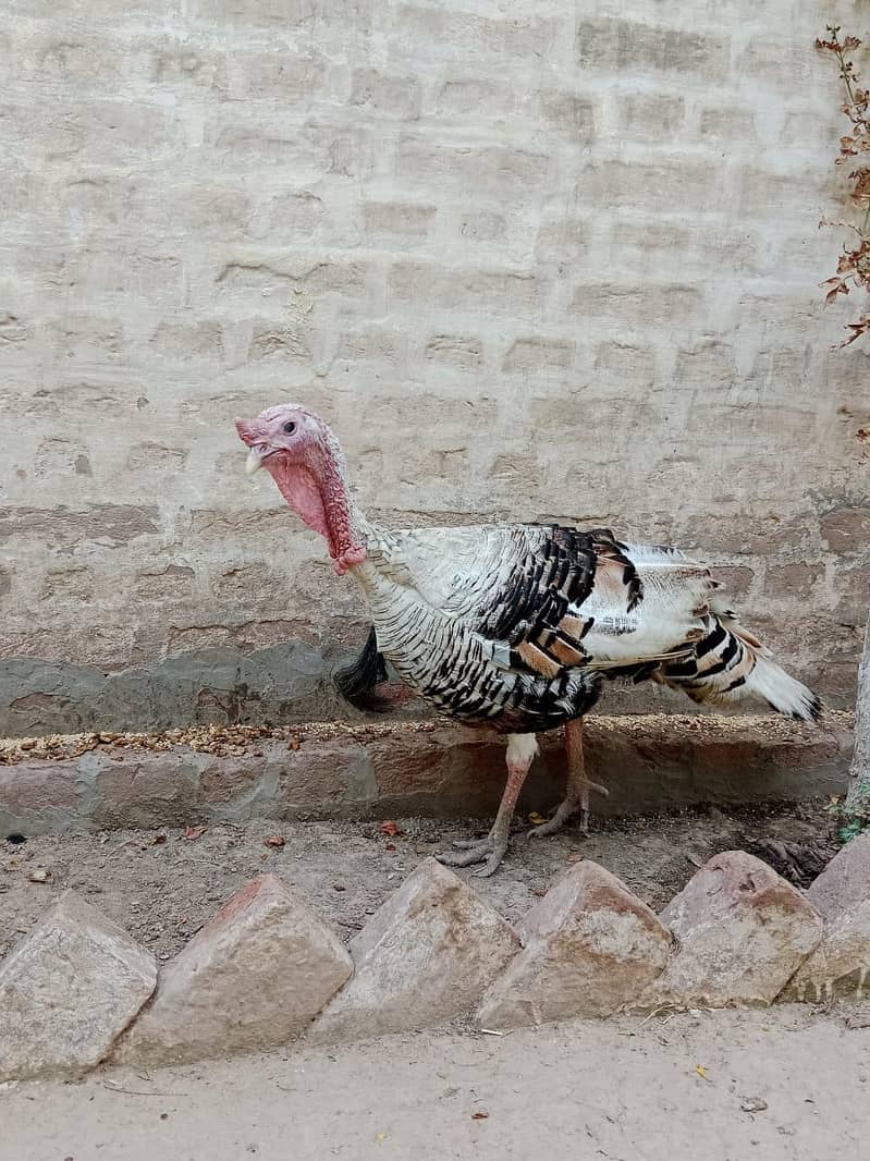 Turkey Pair 2