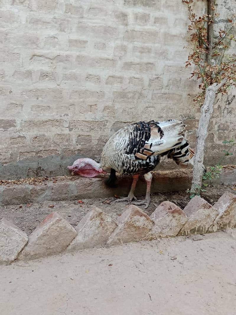 Turkey Pair 3