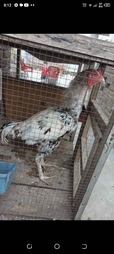 ASEEL FOR SALE contact num 03119577319