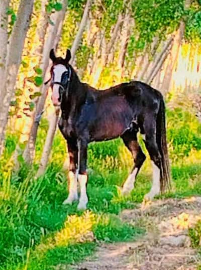 Breeding male for sale
