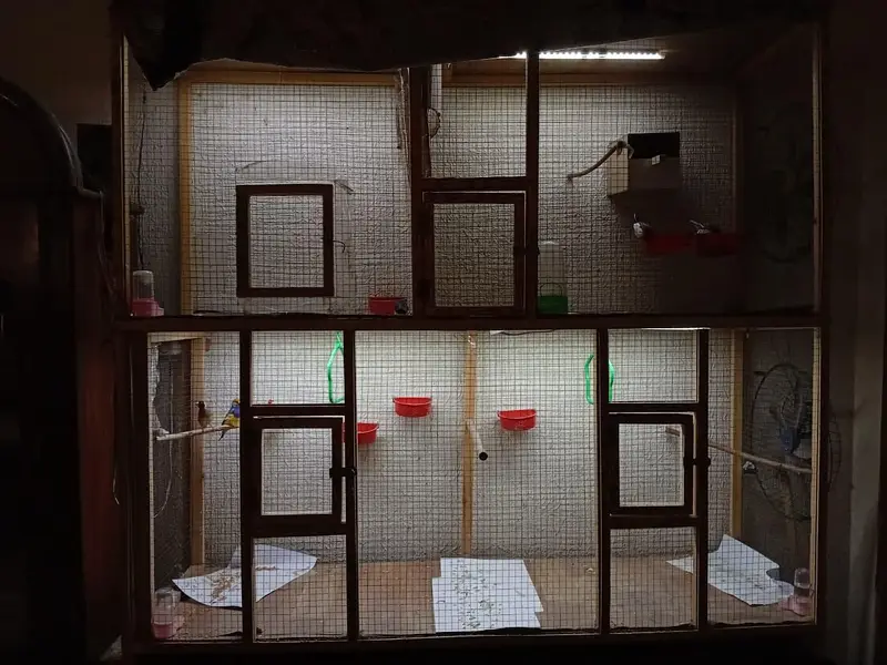 Finches large cage — photo 3