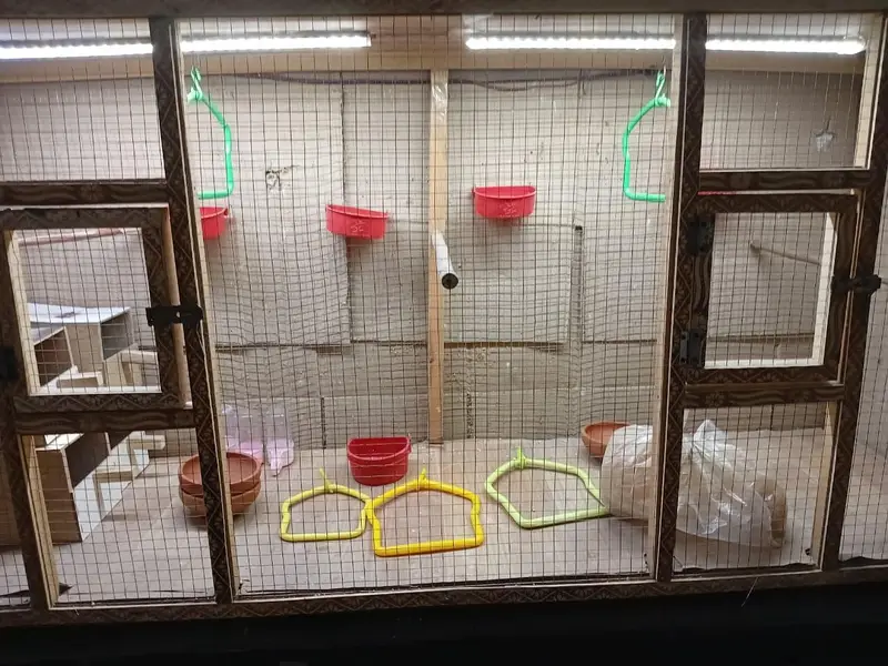Finches large cage — photo 6