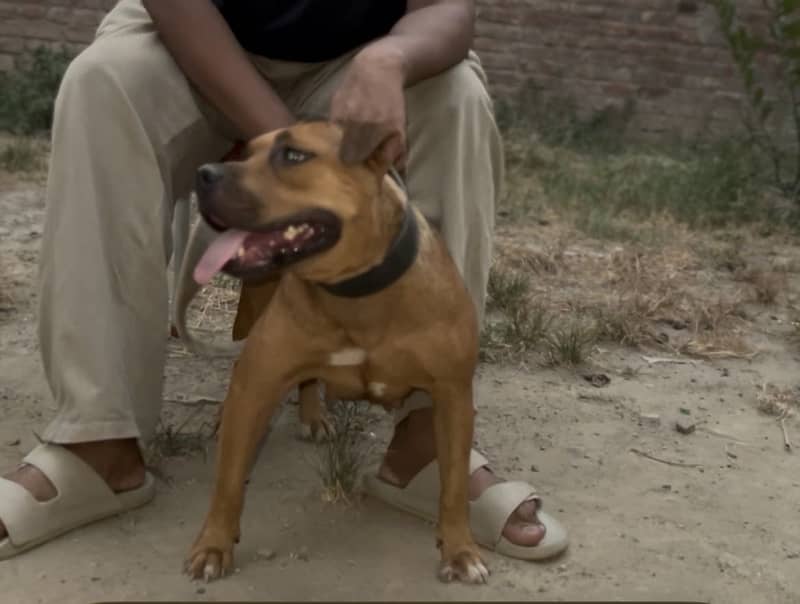 Dog. Dog 1