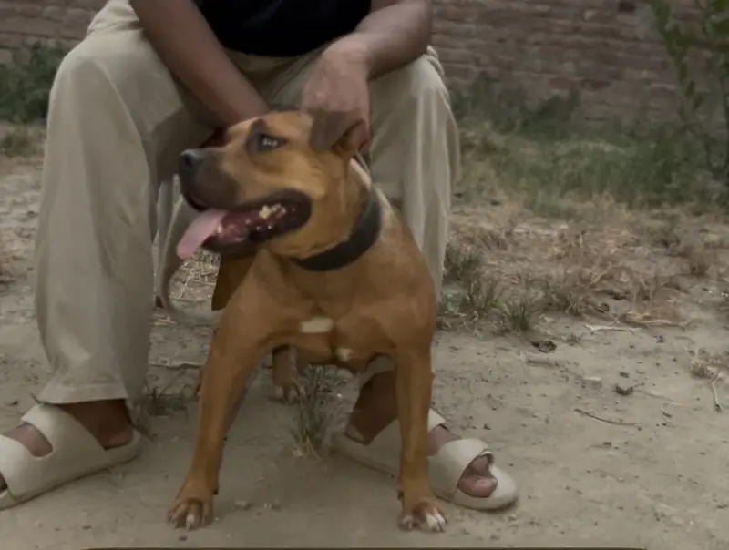 Dog. Dog — photo 2