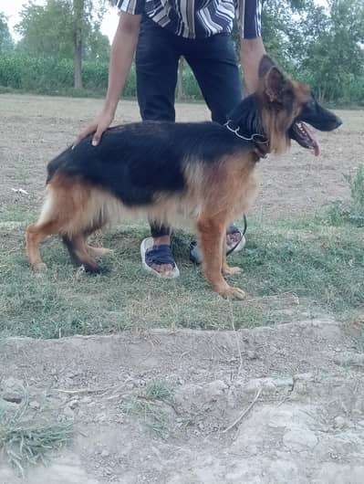 German Shepherd