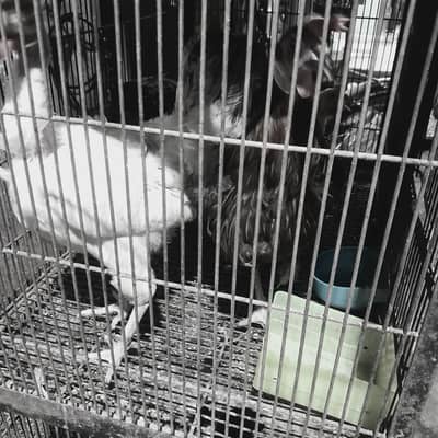 urgent sale egg lyings