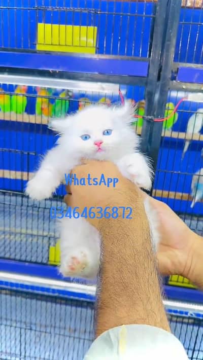 Persian cat 3 coated 5 phase vaccinated delivery all Pakistan