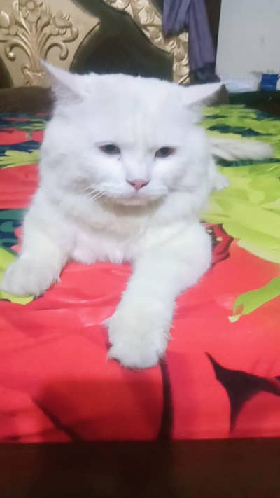 cat sell