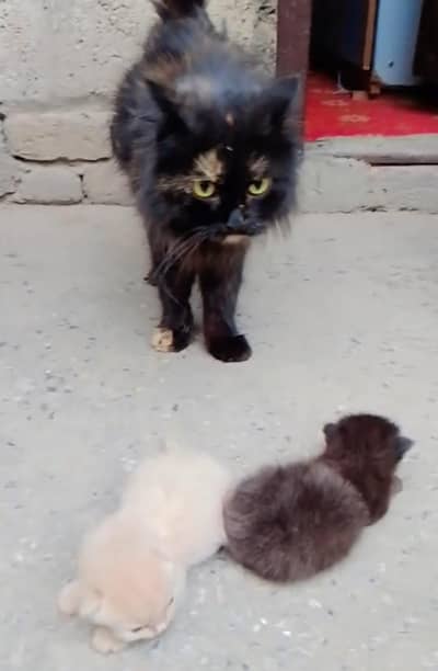 female and 2 kitten