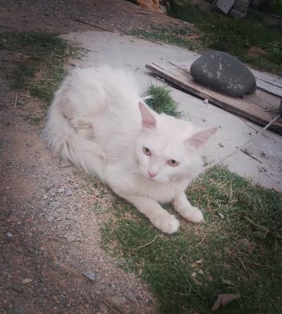 white female catt available (Argent sale)