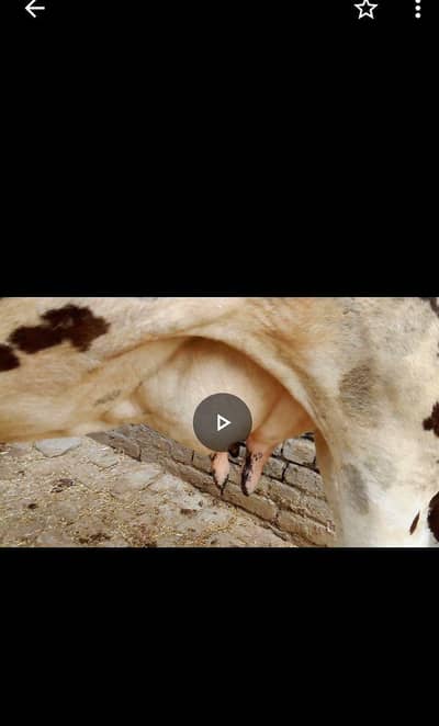 cow sath bcha for sale