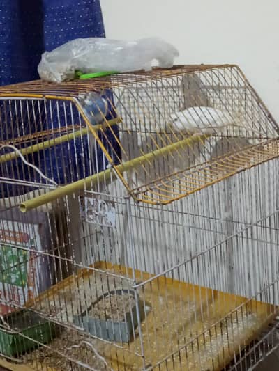 cage+ 1 budgie pair