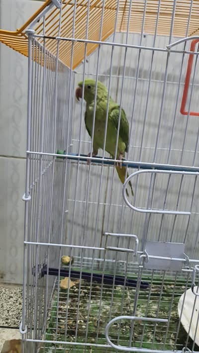 Green Ringneck