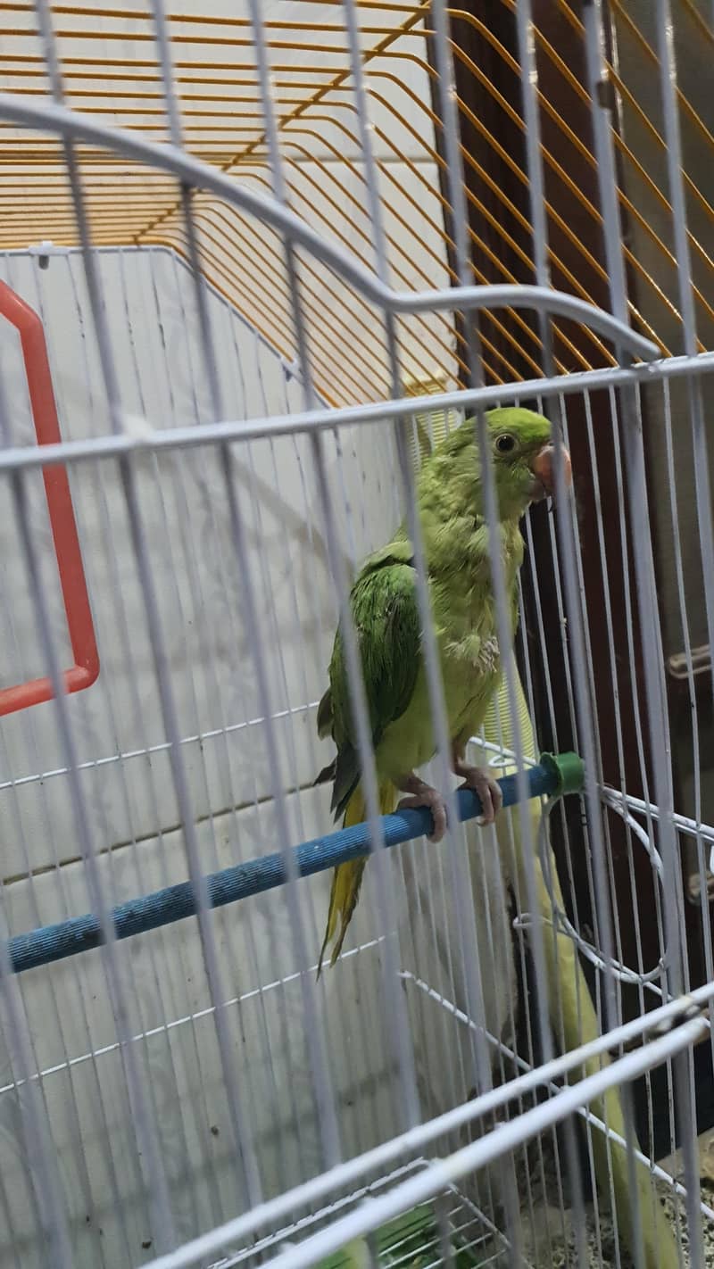Green Ringneck 1