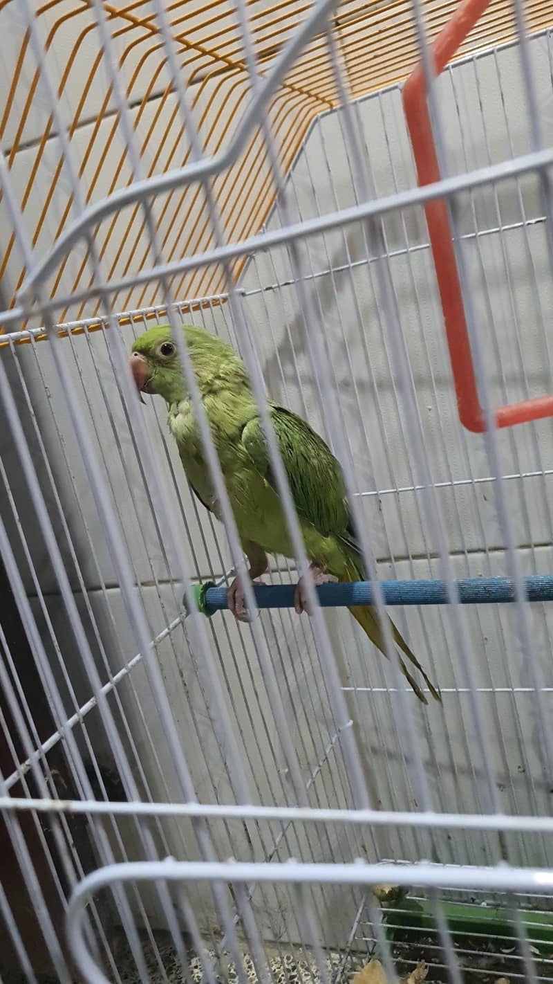 Green Ringneck 2