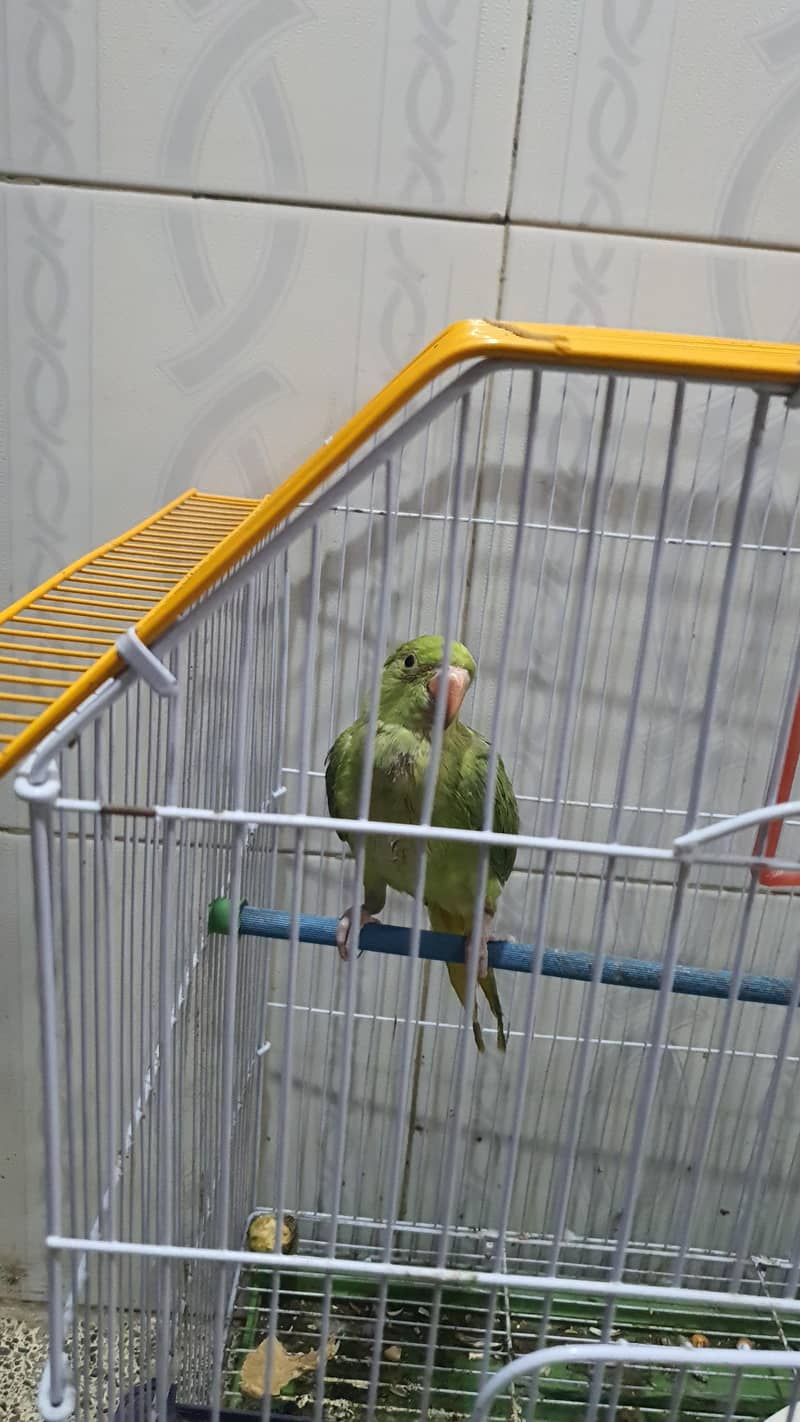 Green Ringneck 3