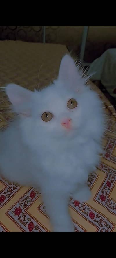 white persion cat