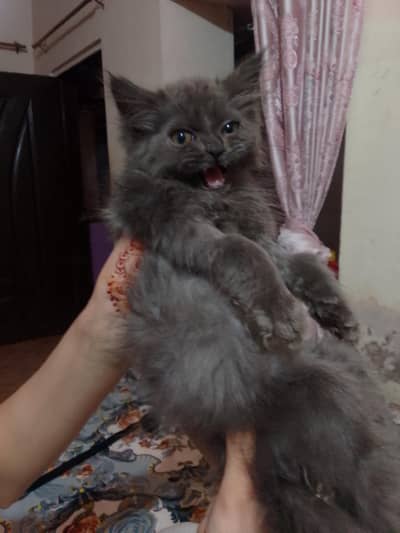 cat four sale washroom train hai