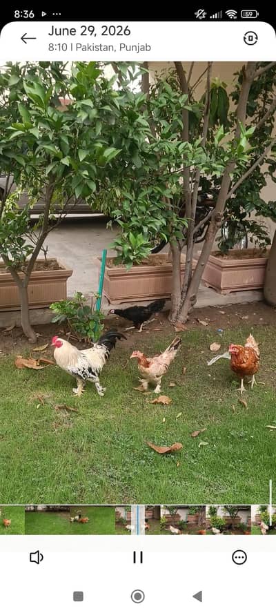 Fancy breeds setup for sale