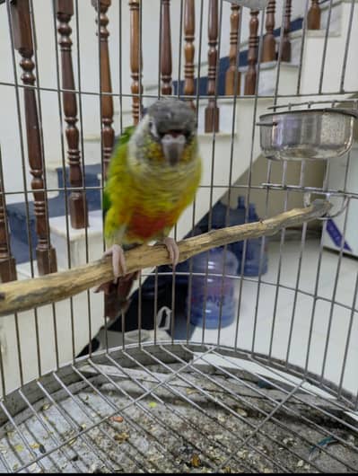 Pineapple Conure FullyHand Tamed