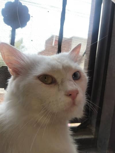 Persian Double coated Odd eyes cat