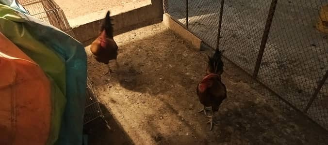 2 roosters for sale