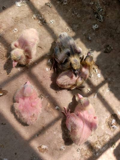 pigeon chicks 03318180286