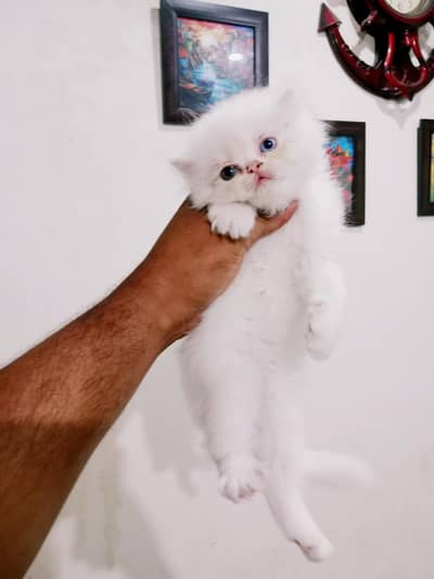 Persian kitten/ Tripple coated persian kitten/  persian Grey kitten/pu