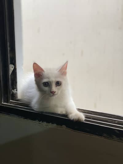 Male kitten