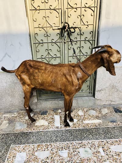 Mashallah both achi bakri hai