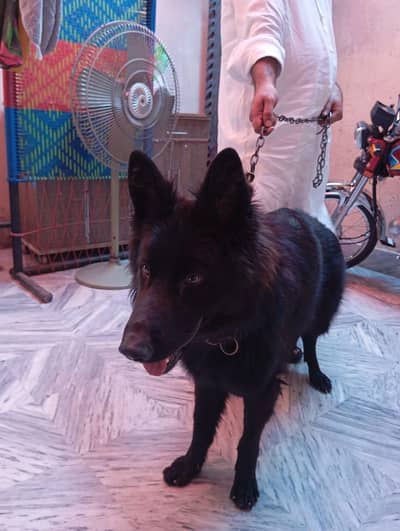 German triple coat