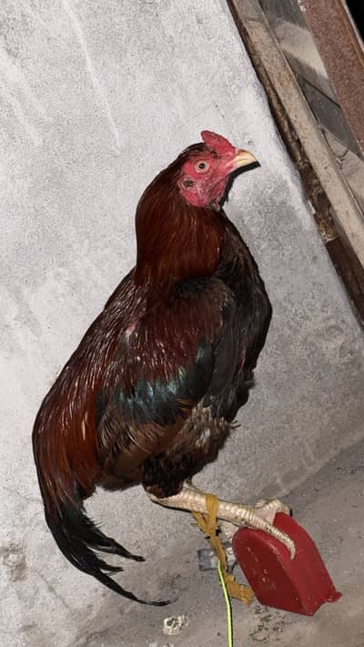 Aseel Murgha Male