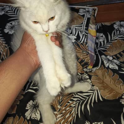 parsian cat ha