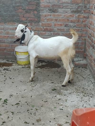 BAKRA OR BAKRI DONO FOR SALE ONLY 90k dono ki 0325/8136164