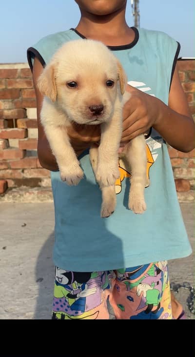 Top quality labrador puppies available for sale