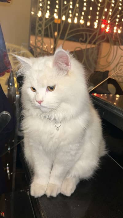 Persian triple coat
