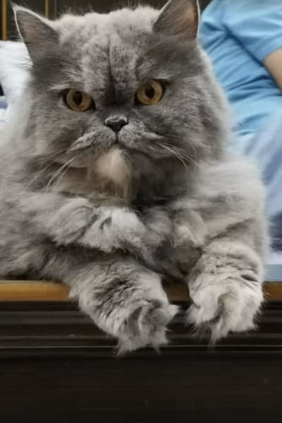 Persian cat for sale for free