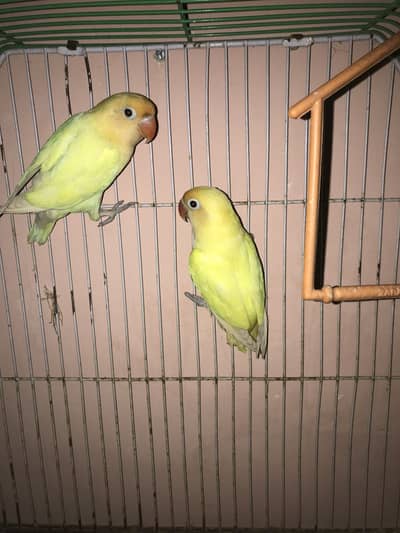 Decino lovebirds pair (cage available)