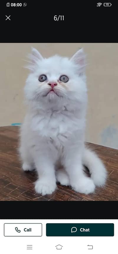 Persian cat for sale male or female my WhatsApp03"24319"0850