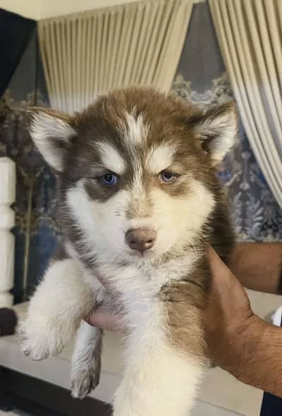 Husky female triple coat 2.5 month
